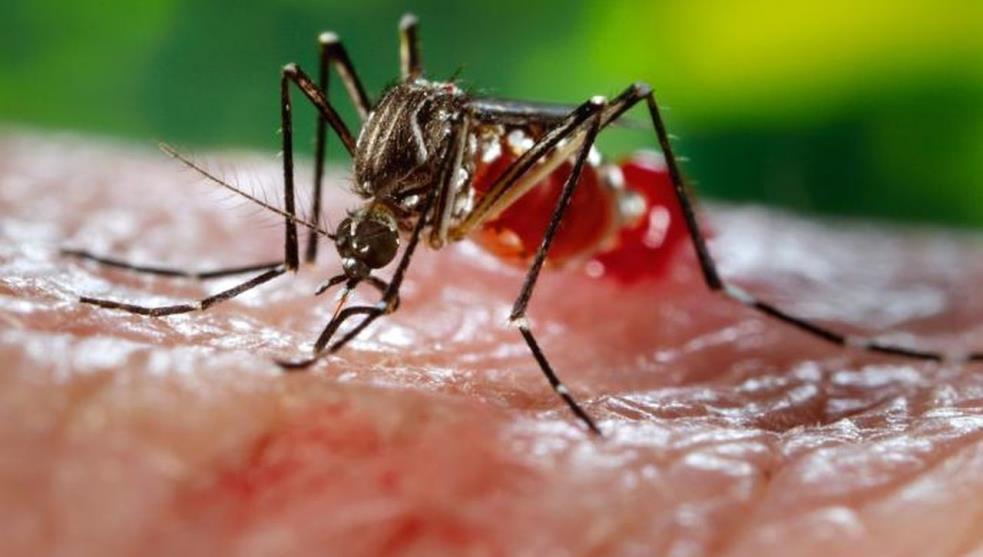 Veracruz, entre los estados con más casos de&nbsp;dengue