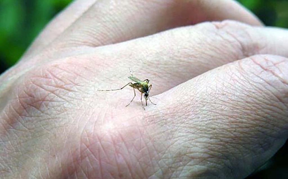 Estados, en alerta por aumento de casos de&nbsp;dengue