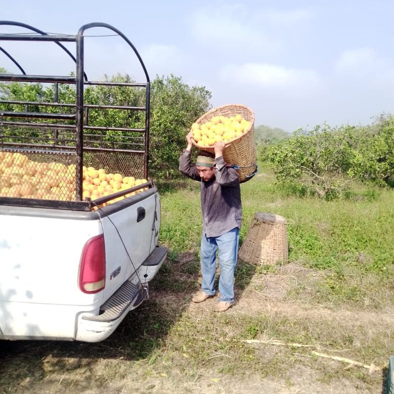 Hacer producir el&nbsp;campo