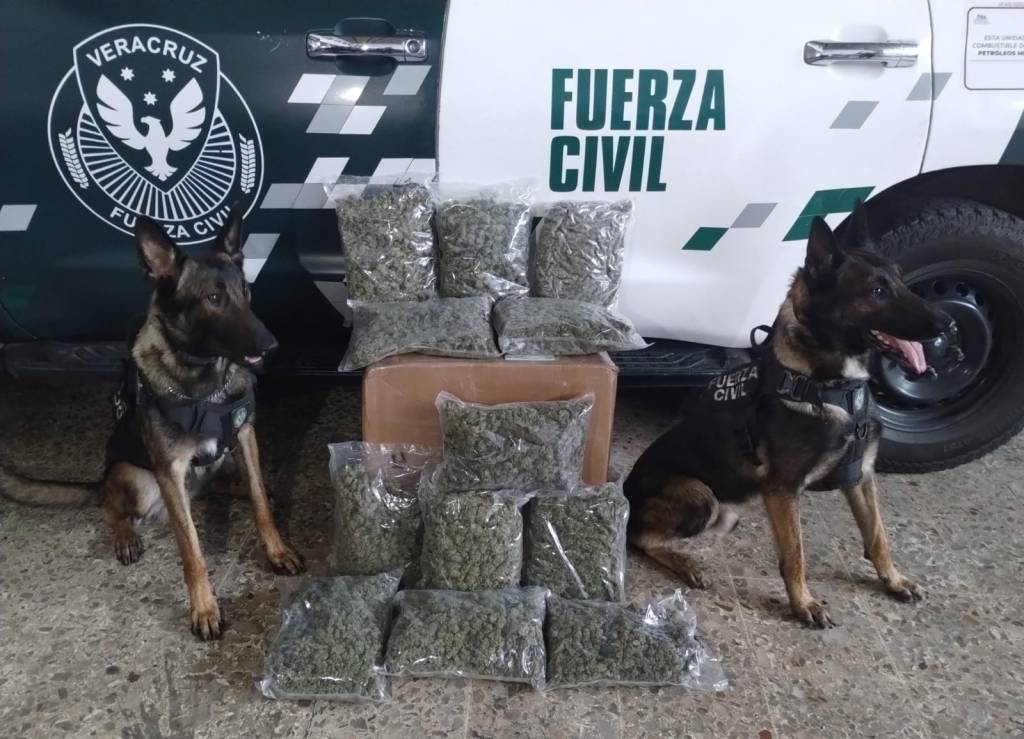 Asegura Compañía K9 de Fuerza Civil 473 kilos de marihuana durante el&nbsp;2023